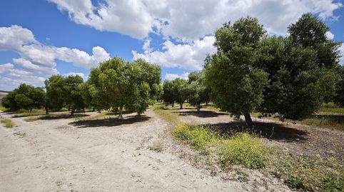 2 Parcelas de cultivo juntas en Nueva Jarilla, imatge 2