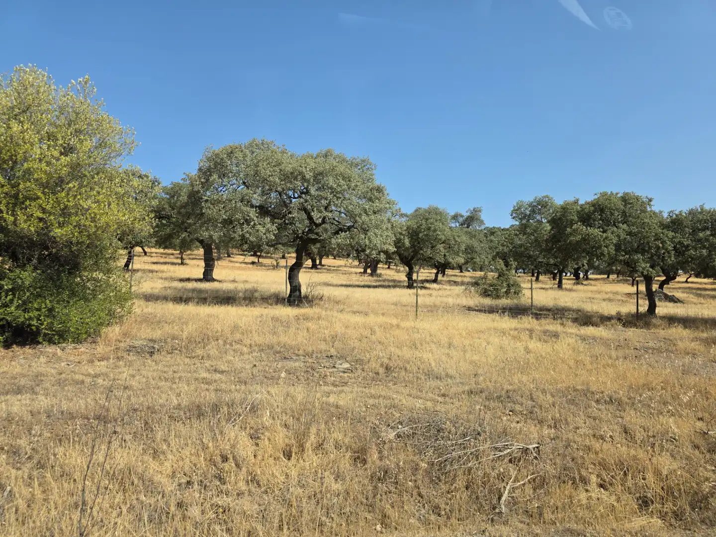 Rural land for sale in Sur, imagen 9