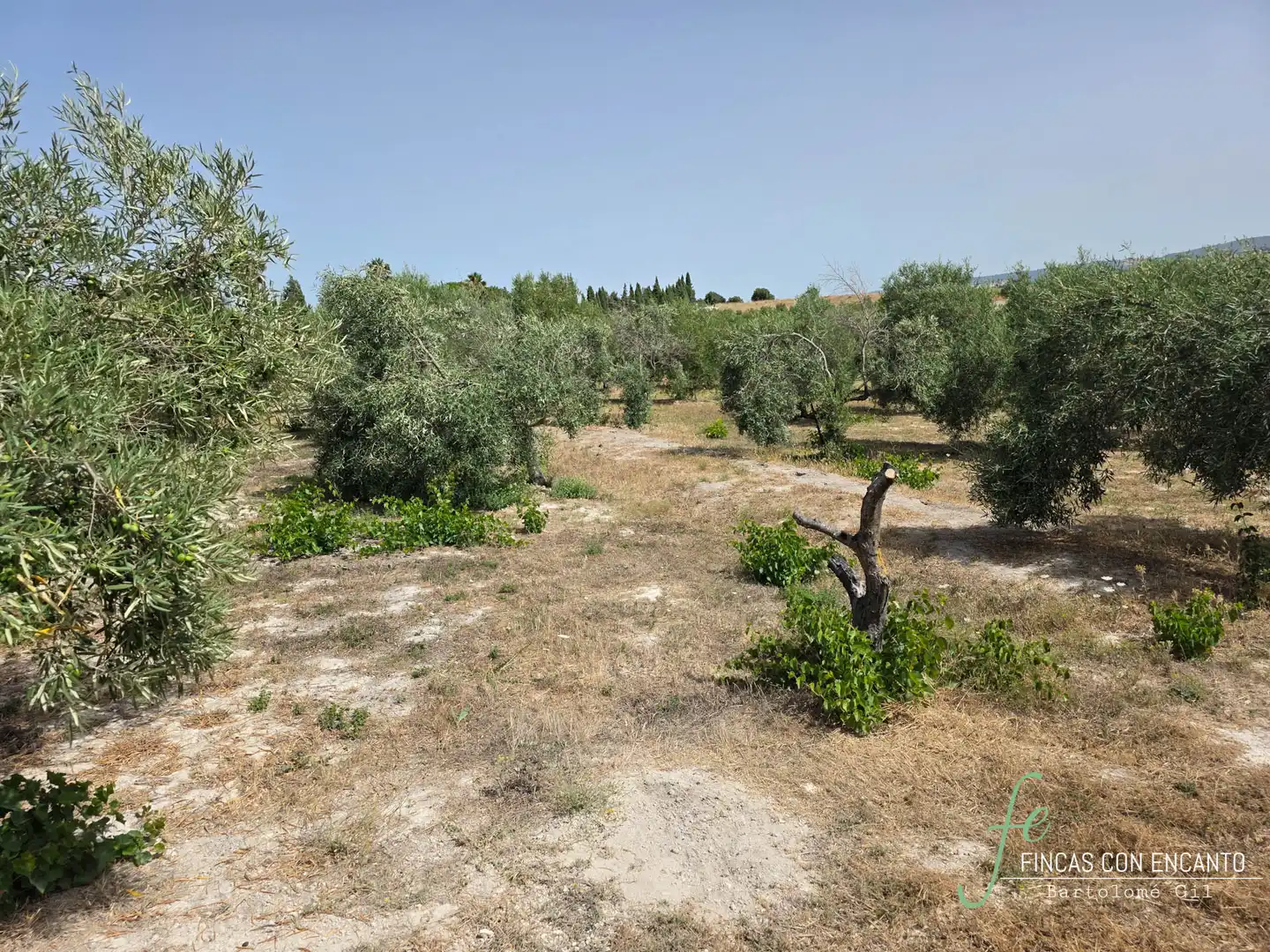 Casa rústica amb piscina en venda a Arcos de la Frontera, imagen 26