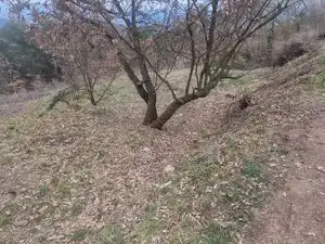 Residential land for sale in Carrer de Collsuspina 465, imagen 7