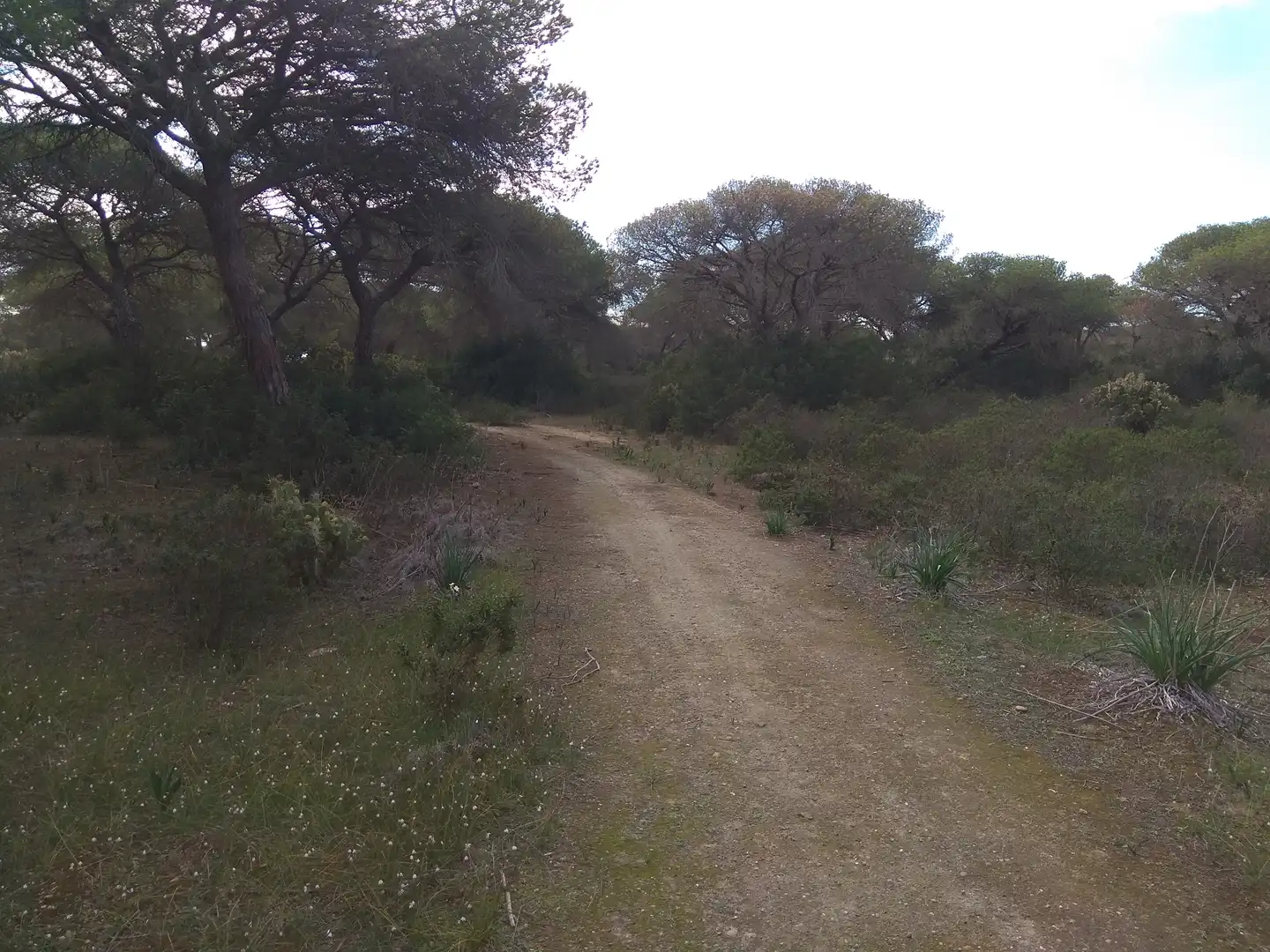 Terreno rustico in vendita a Tarifa ciudad, imagen 2