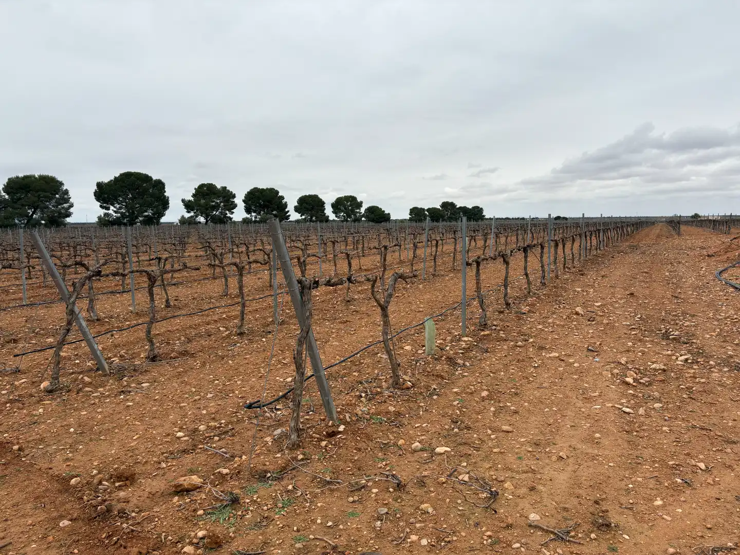 Terreno rústico en venta en Camino de Tomelloso a Villarrobledo 562, imagen 2