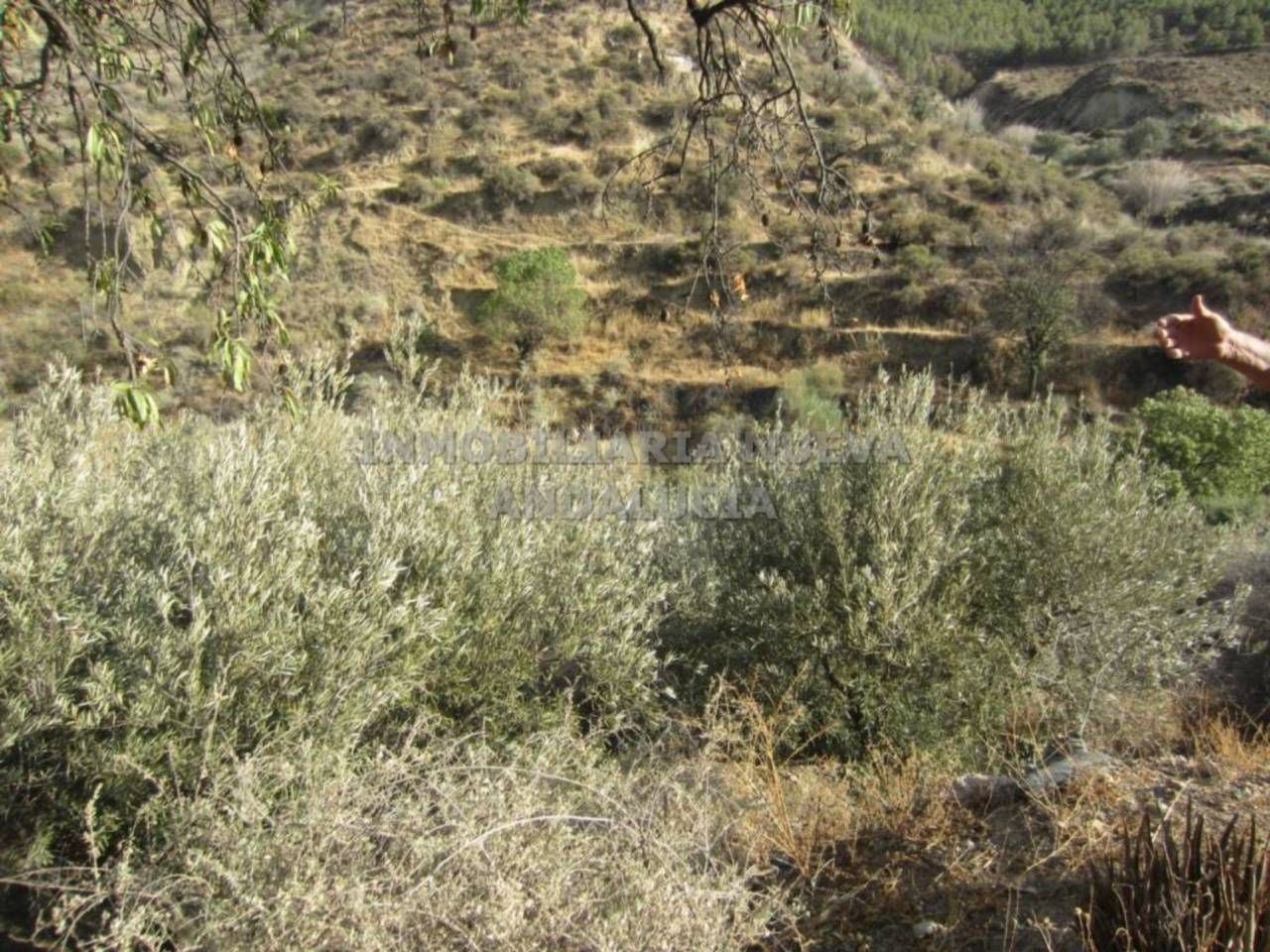 Land for sale in Canjáyar