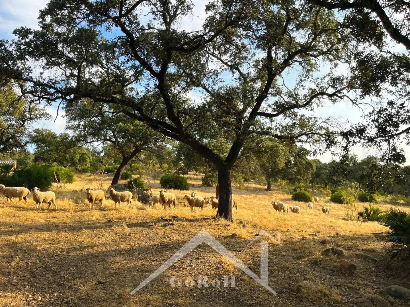 Terreni e lotti in vendita a Castilblanco de los Arroyos, imagen 15