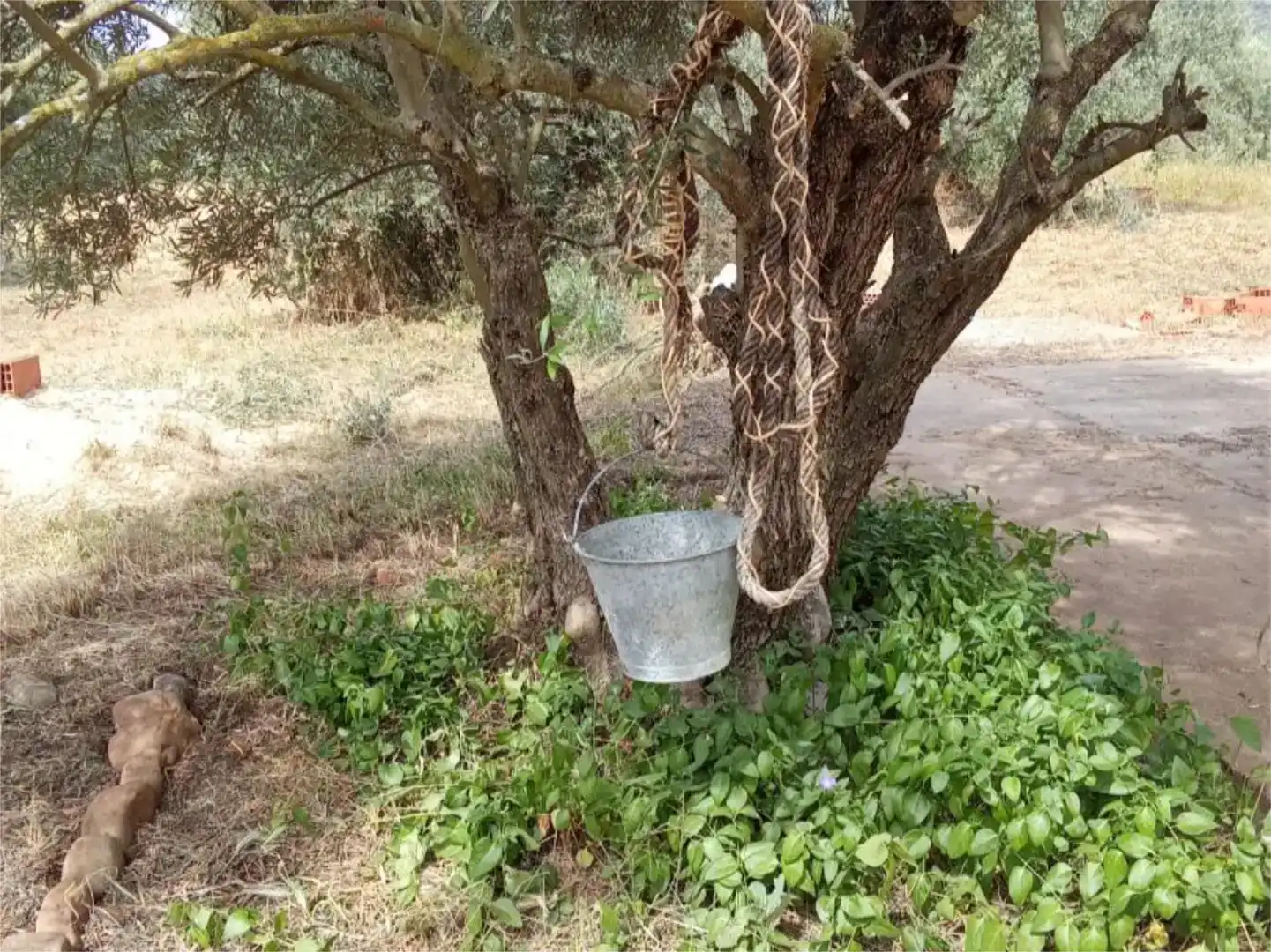 Jardí de Pis en venda en Piedrabuena amb Jardí privat, Traster i Moblat