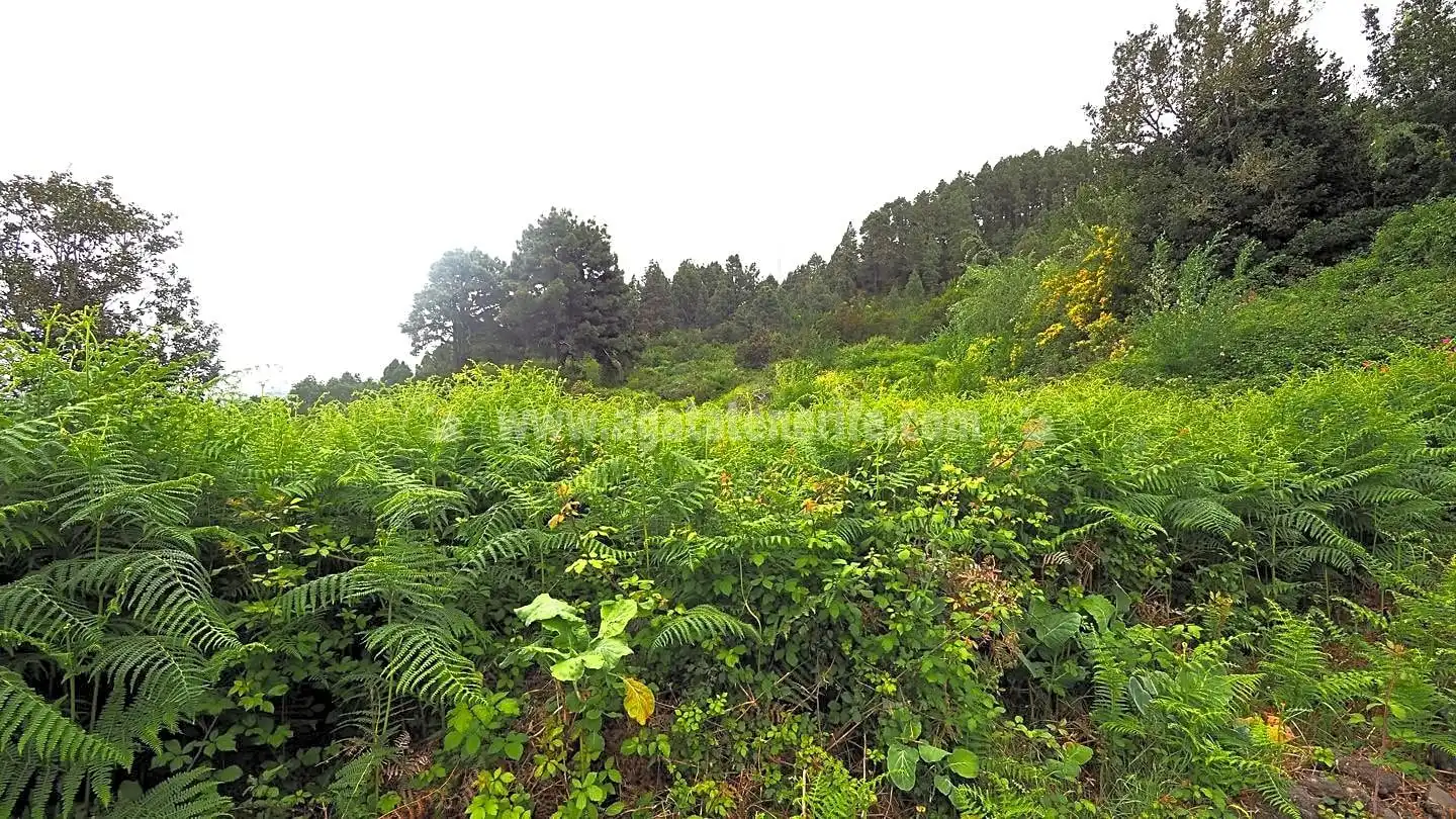 Lands and plots for sale in La Vega - El Amparo - Cueva del Viento, imagen 5
