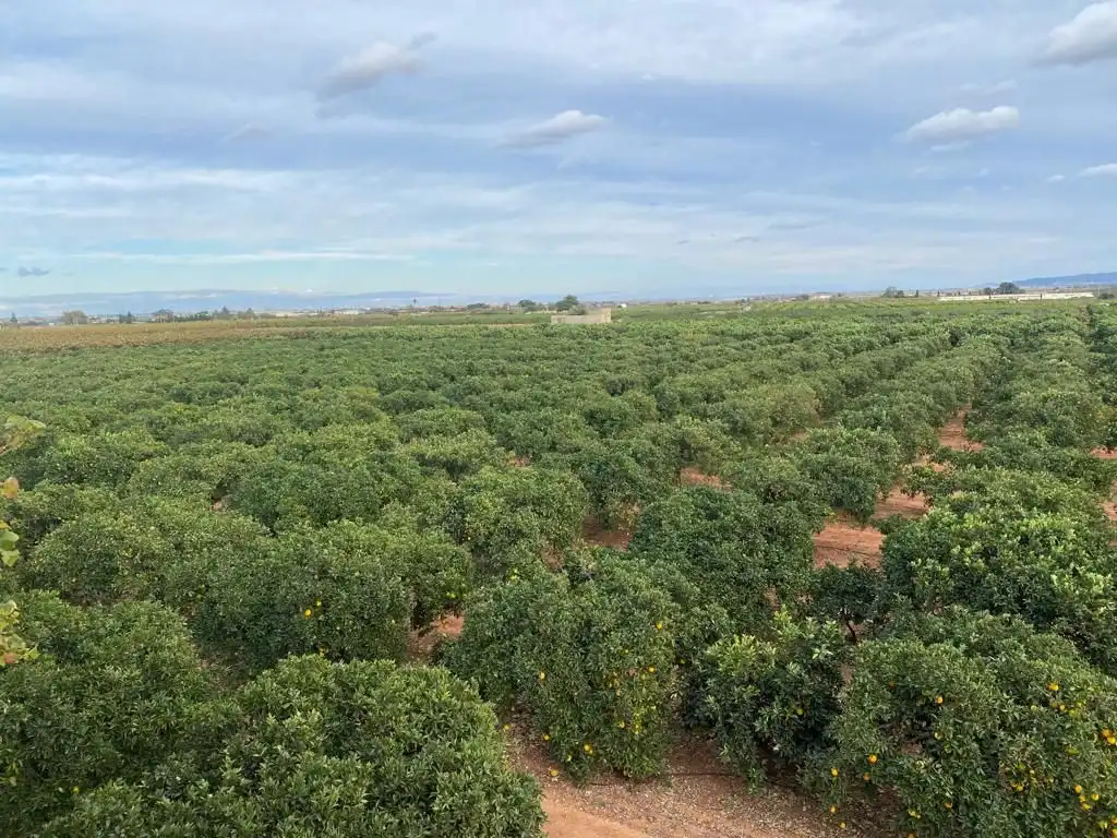 Finca rústica en venta en Benifaió con Jardín privado, Terraza y Trastero