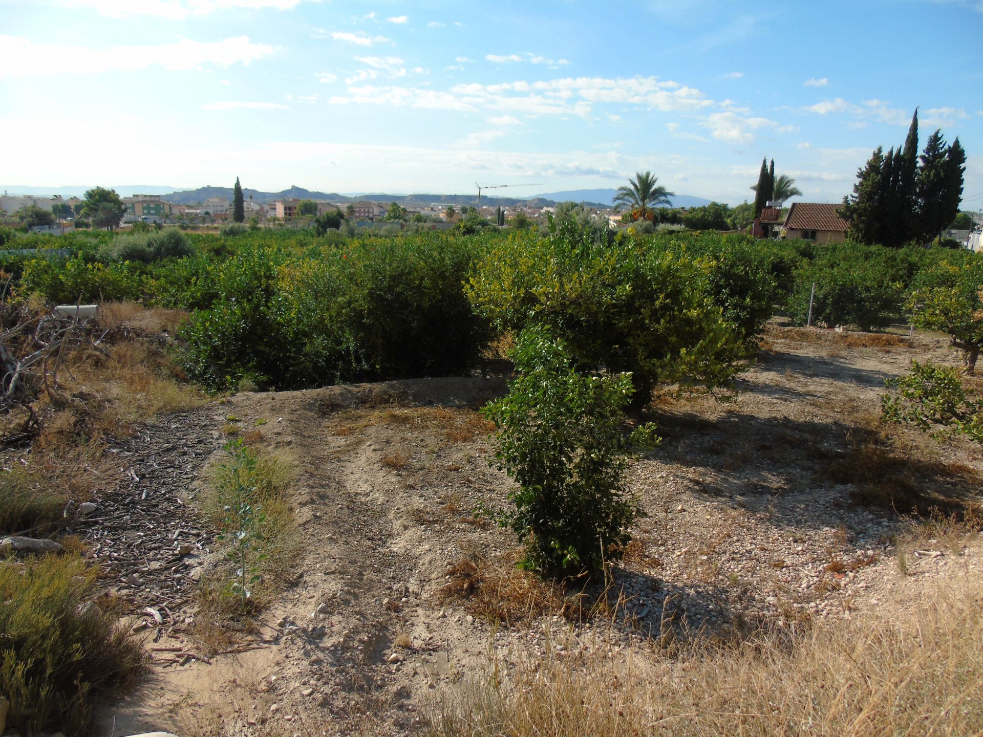 Terreno en venta en Ceutí