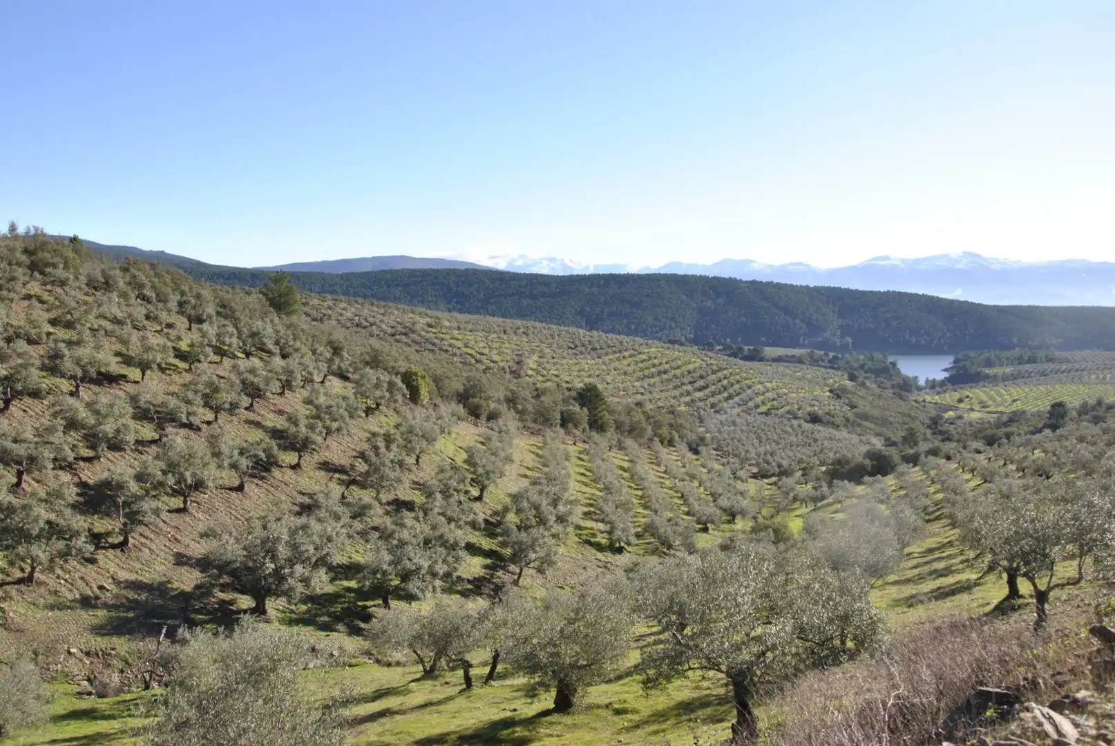 Terreno en venta en La Pesga 