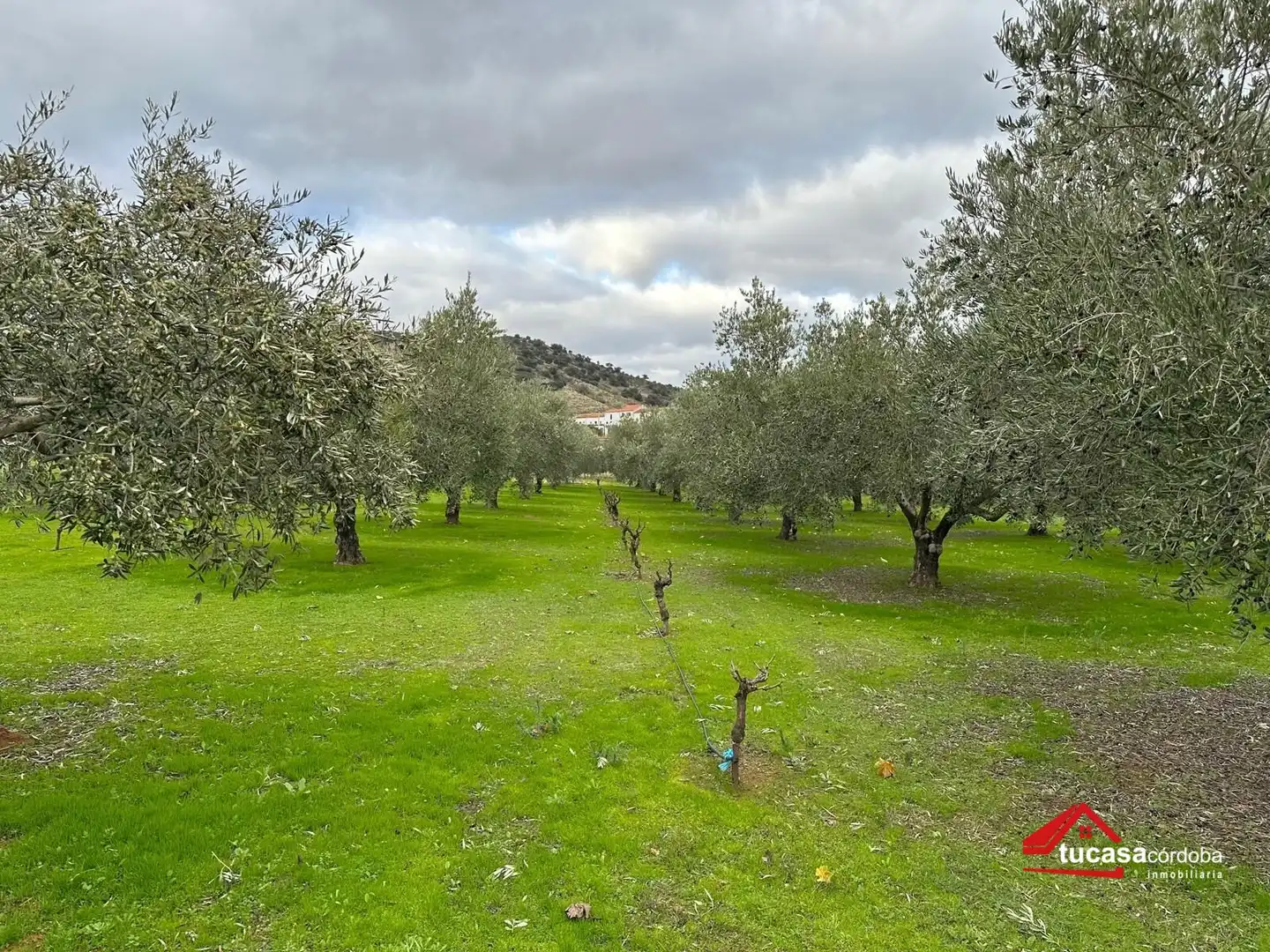 Terreno rustico in vendita a Villanueva del Rey, imagen 9