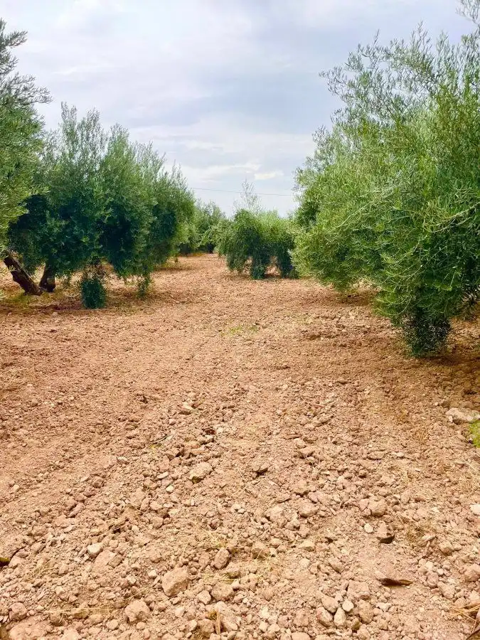 Country homes for sale in Vélez-Rubio