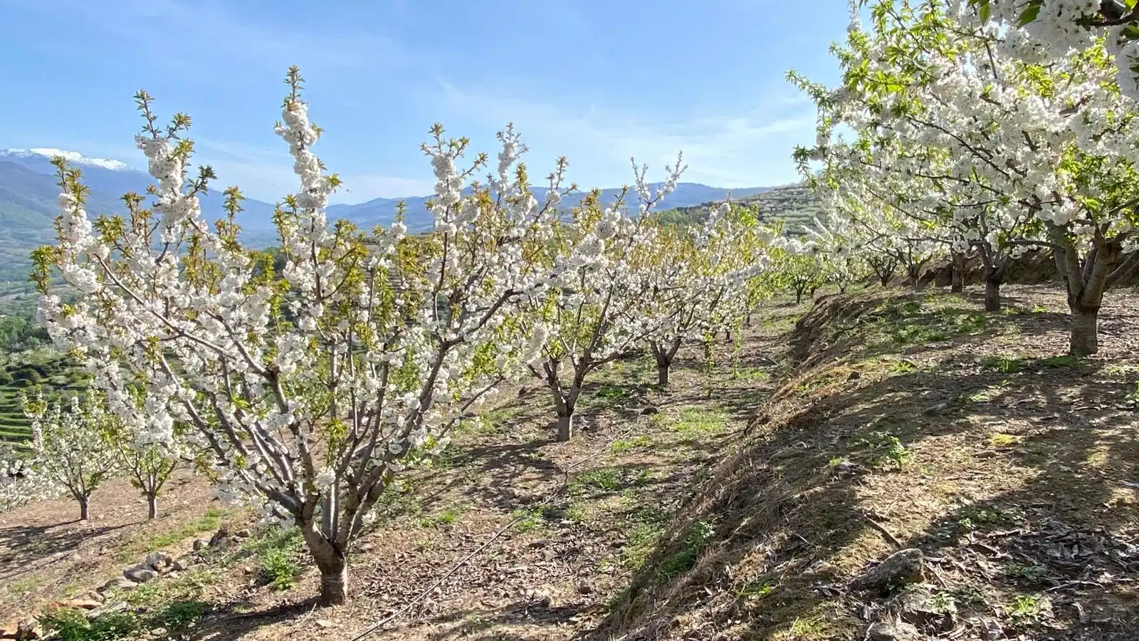 Terreni e lotti in vendita a Casas del Castañar, imagen 27