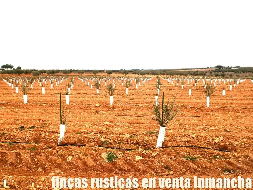 Rural land for sale in Valdepeñas, imagen 15