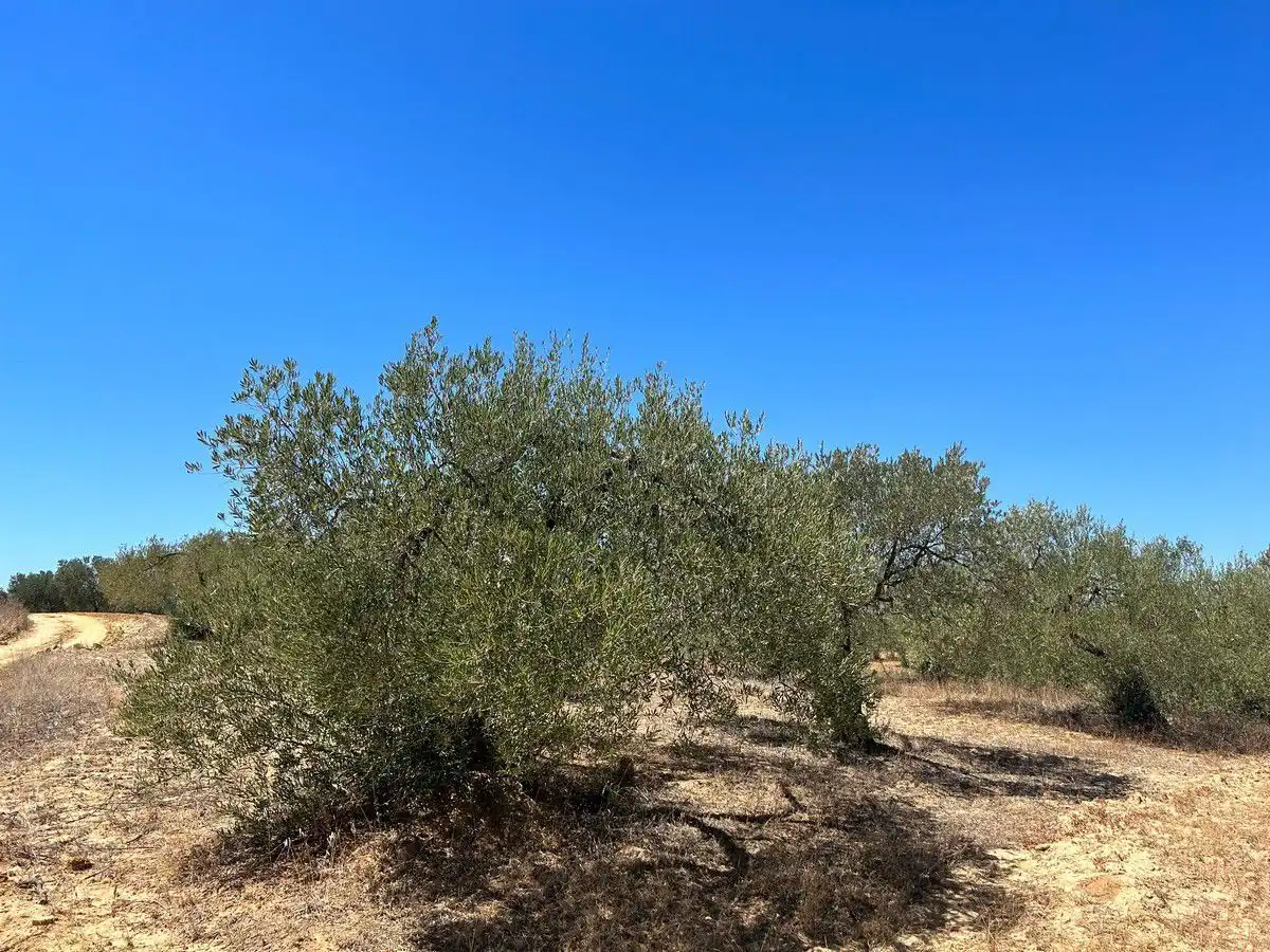 Casa rústica en venda a Almonte ciudad, imagen 2