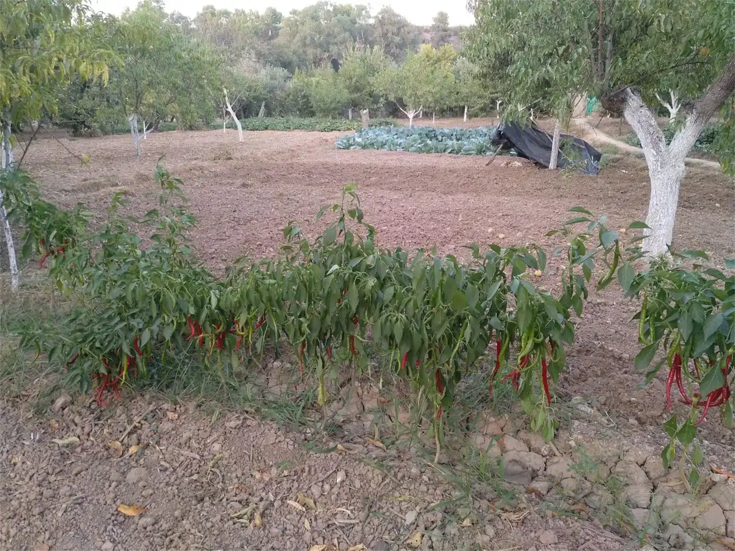 Jardín de Terreno en venta en Alcaudete