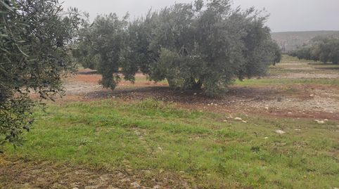 7 FANEGAS DE OLIVAR MAS CASA DE RECREO, immagine 3