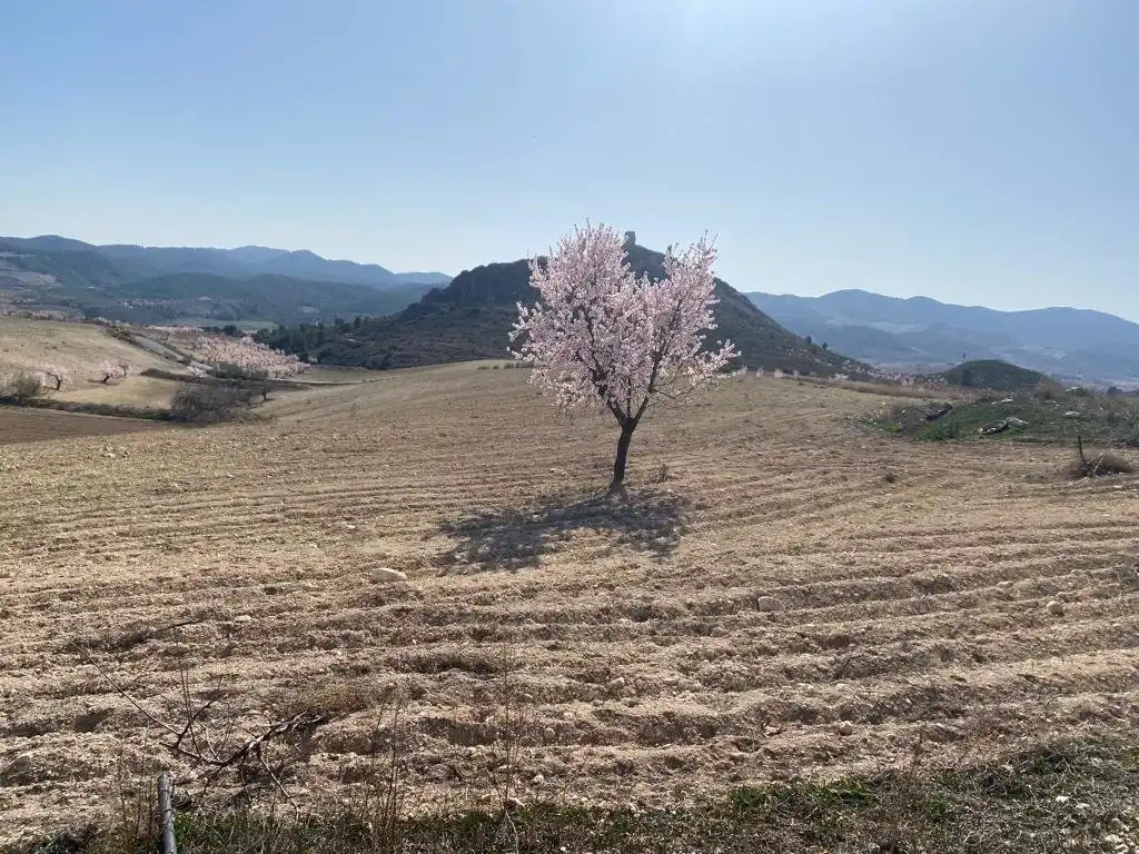Vista exterior de Finca rústica en venta en Lorca con Terraza