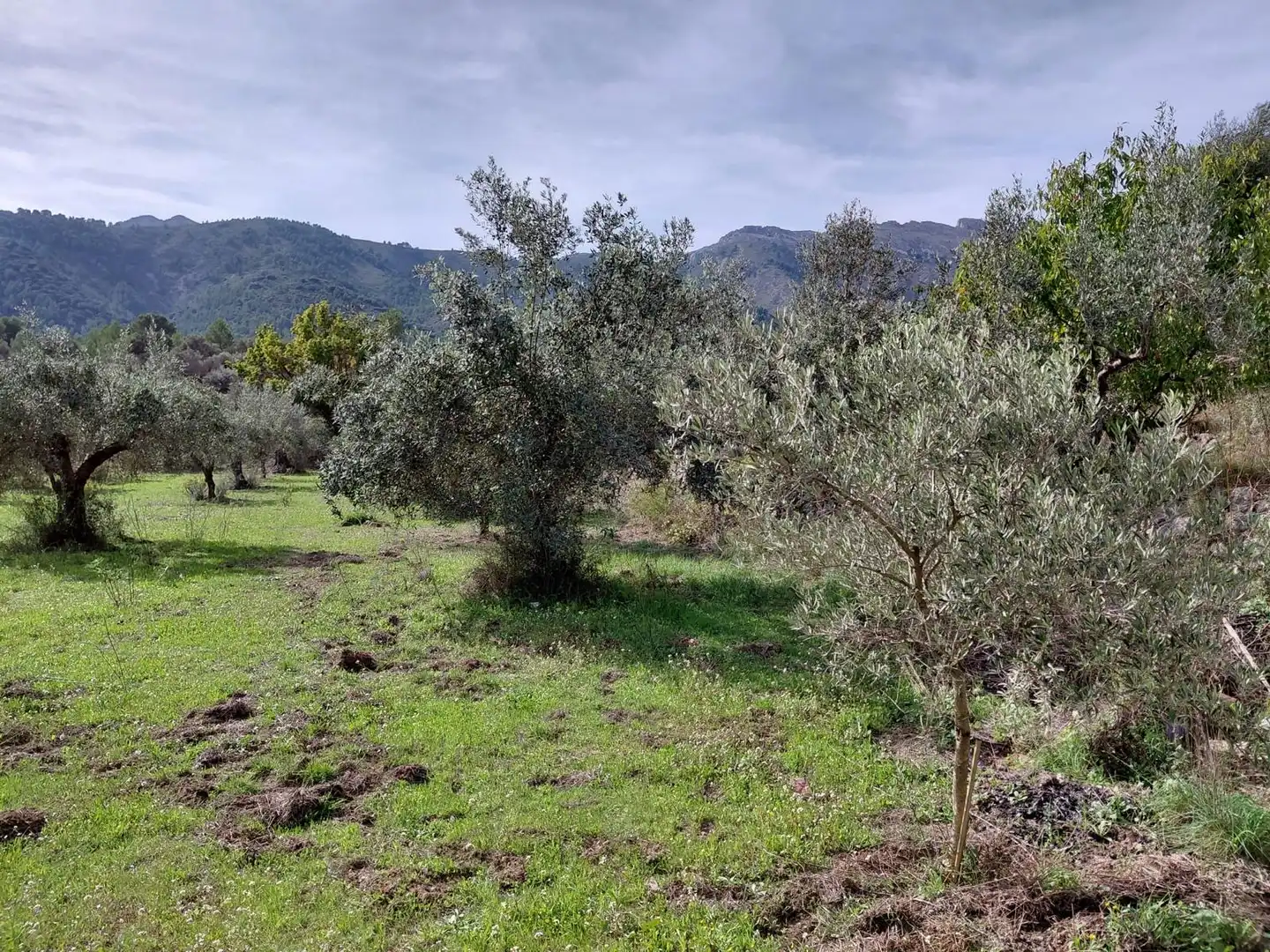 Casa o chalet en venta en Castell de Castells con Jardín privado, Terraza y Amueblado