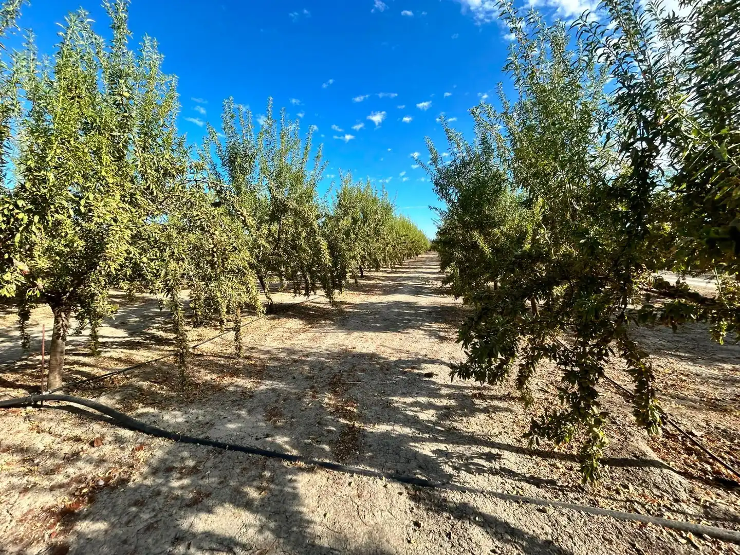 Terrains et parcelles à vendre à Fuente Vaqueros, imagen 6