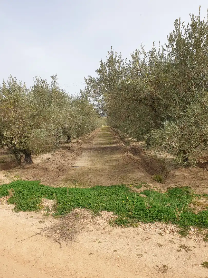 Terreny rústic en venda a Villanueva de la Serena, imagen 6