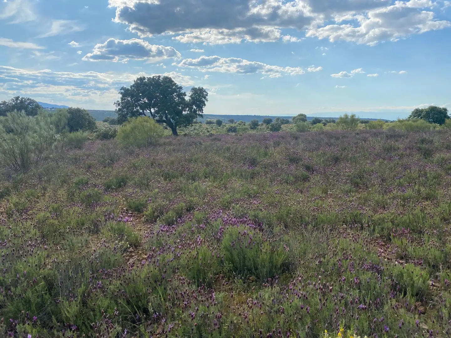 Land for sale in Belvís de la Jara