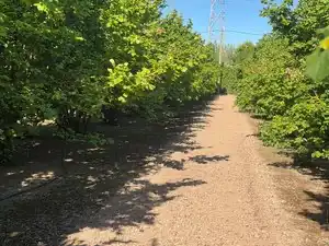 Terreno rustico in vendita a Carrer Sant Pere 1, imagen 4
