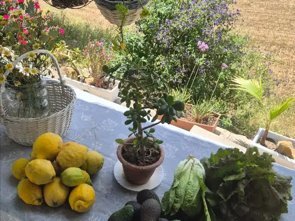 Terrasse von Grundstücke zur Miete in Málaga