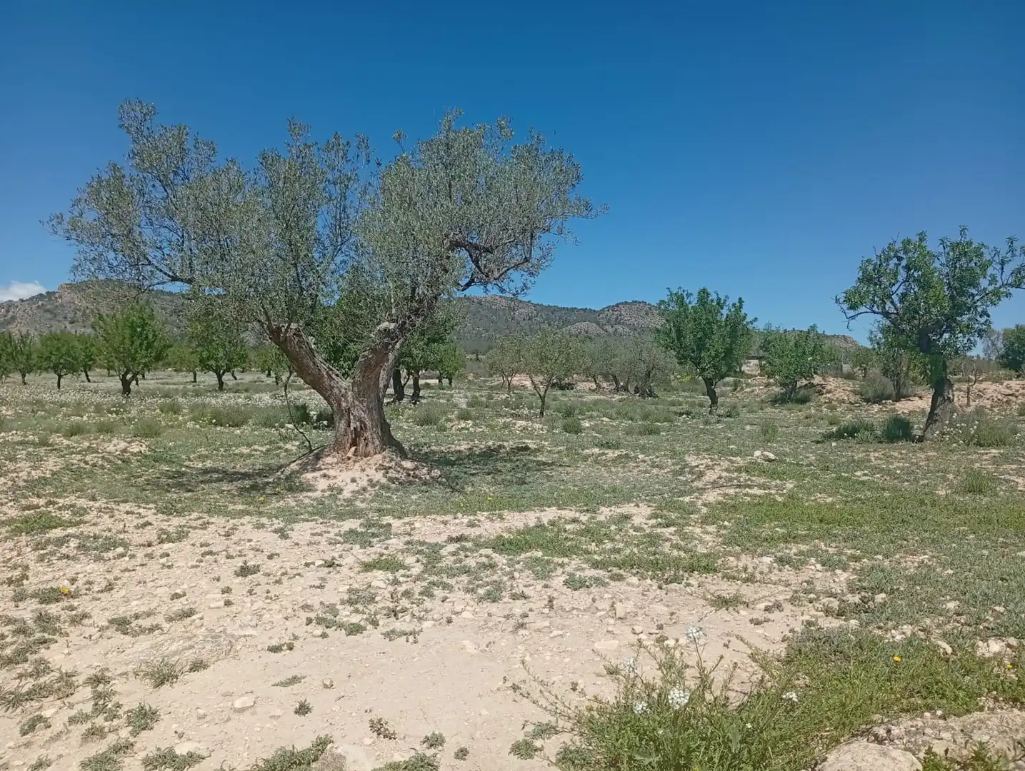 Residential land for sale in Salinas, imagen 4