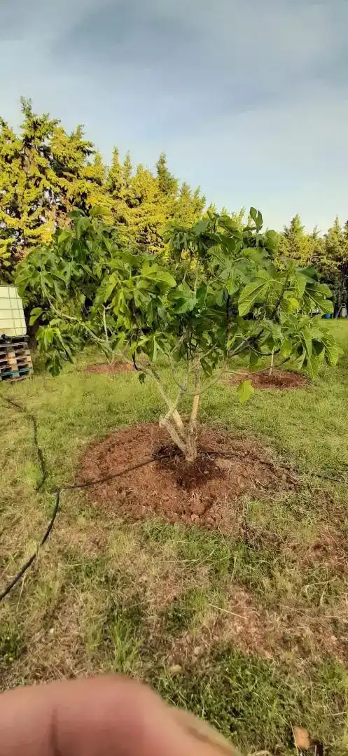 Finca rústica en venda en Barásoain amb Jardí privat i Piscina