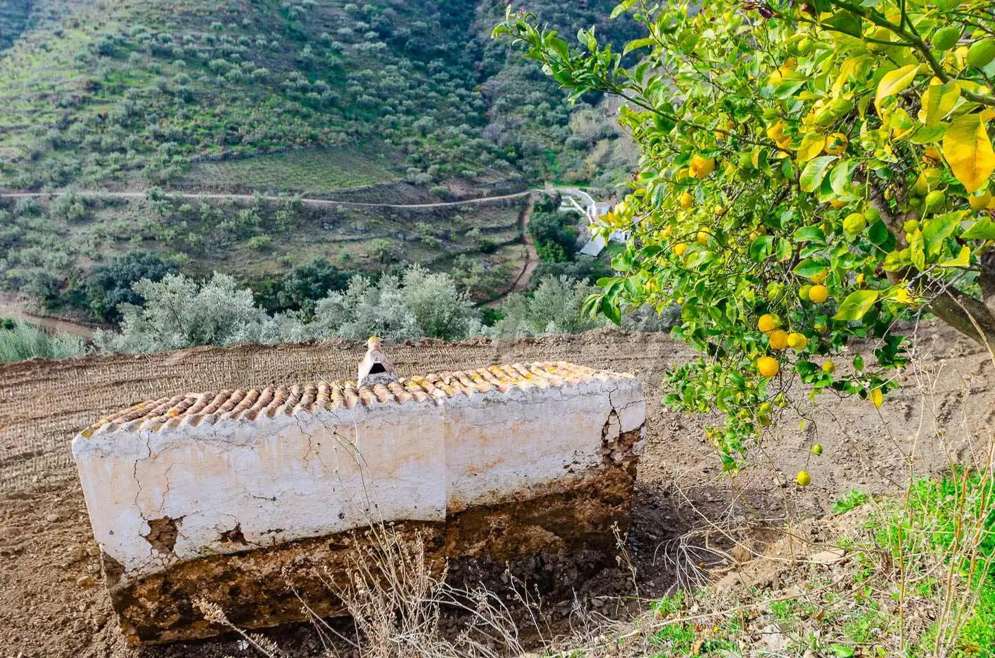 Casa rústica amb jardí en venda a Cómpeta, imagen 7