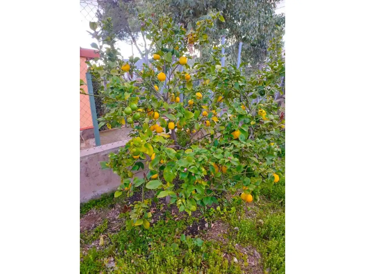 Jardí de Casa o xalet en venda en Viladecavalls amb Aire condicionat, Calefacció i Jardí privat