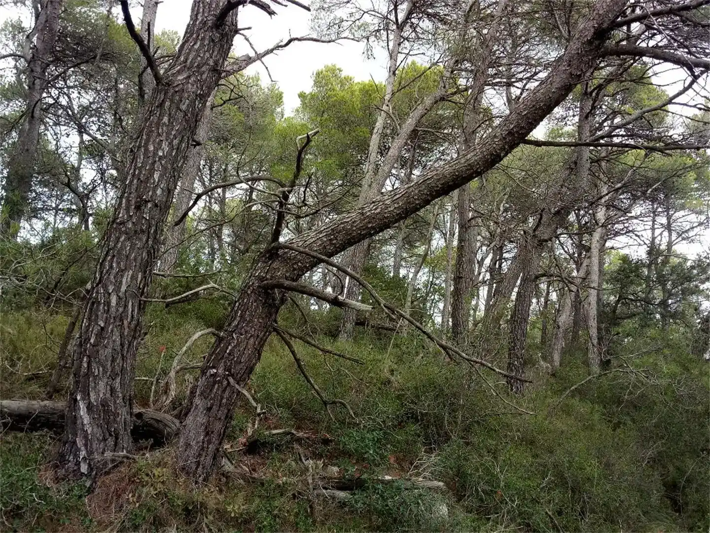 Land for sale in La Llacuna, Barcelona