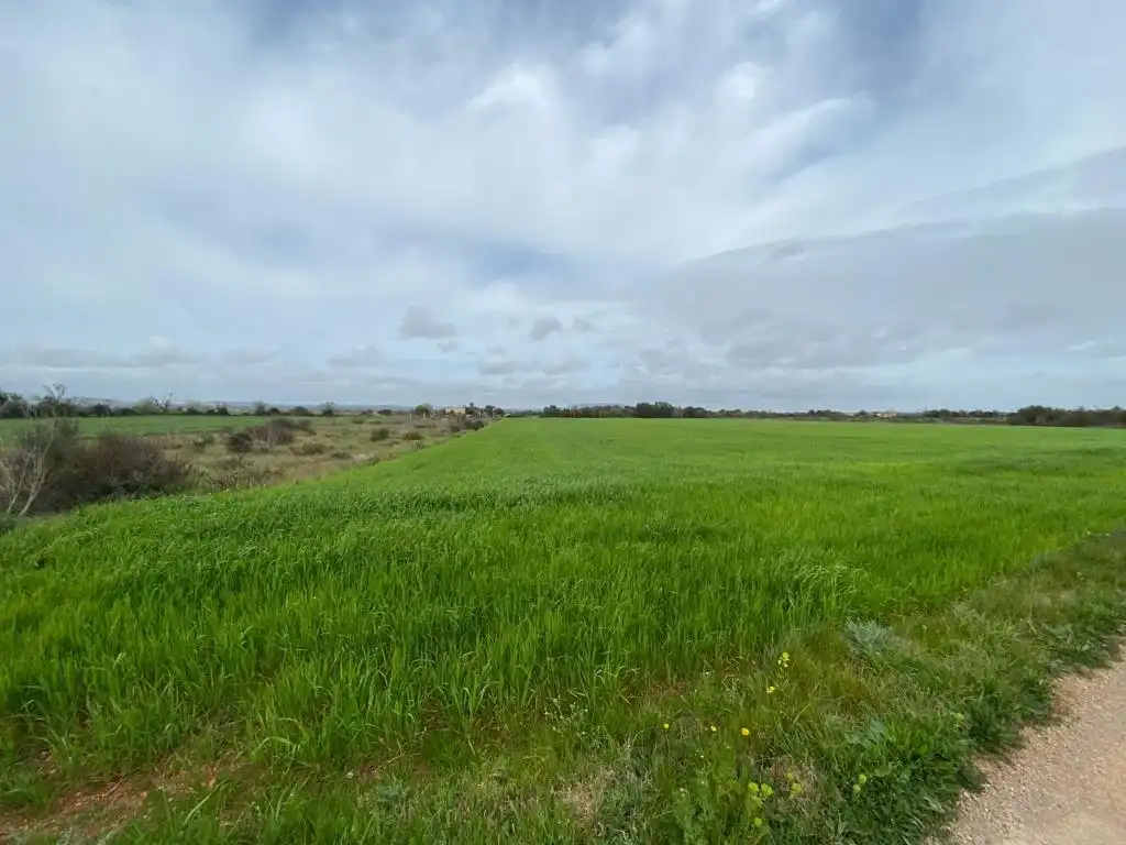 Rural land for sale in Felanitx Poble, imagen 4