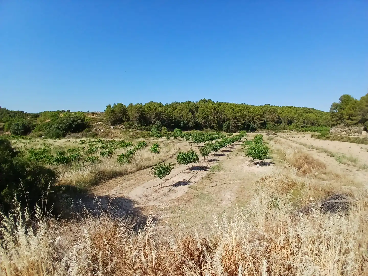 Terrain rustique à vendre à Mazaleón, imagen 14