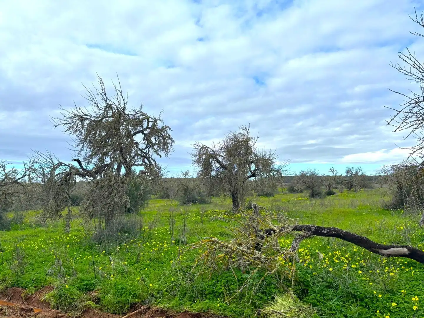 Residential land for sale in Zona Rústica - Interior, imagen 5