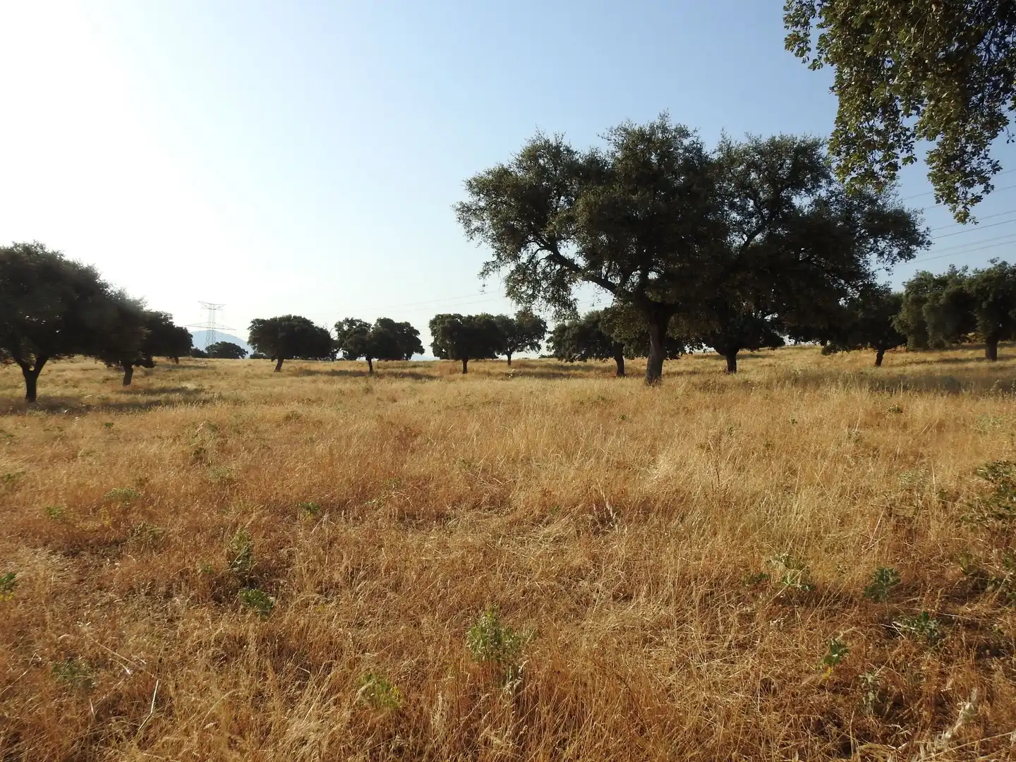 Land for sale in Villar del Pedroso
