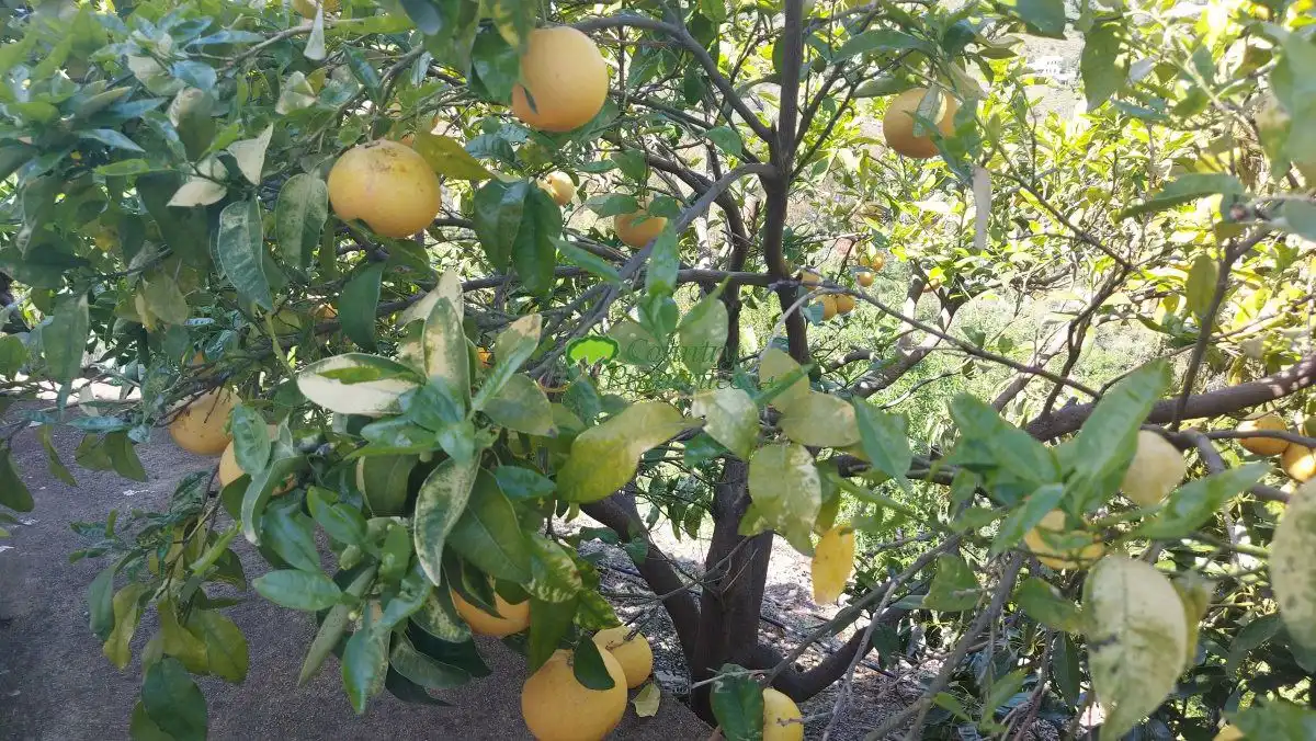 Jardín de Finca rústica en venta en Torrox con Aire acondicionado, Calefacción y Jardín privado