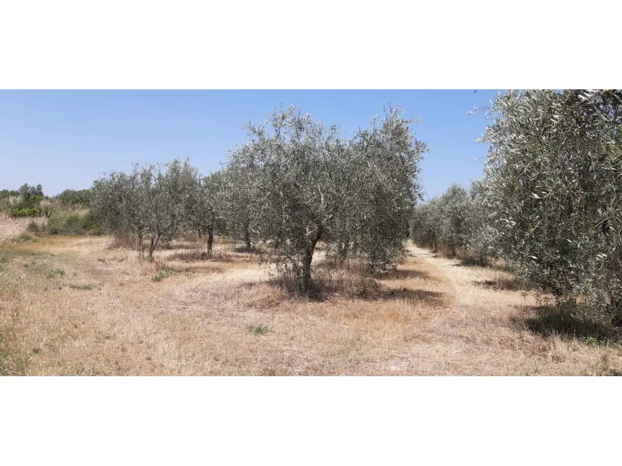Terreni e lotti in vendita a Poligono PARCELA 351 CONELLER, SANTA MARIA DE DULCIS, imagen 5
