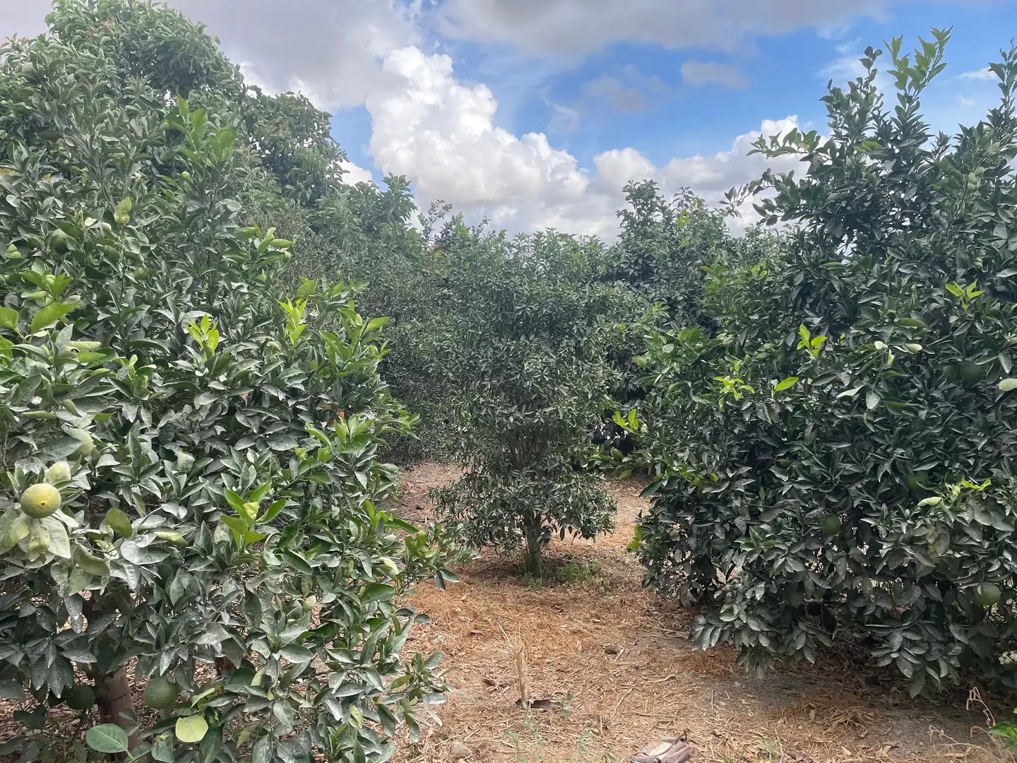 Terreni e lotti in vendita a Coín, imagen 7