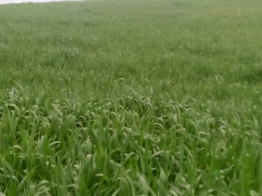 Terreno rustico in vendita a Peñamefecit - Avda Barcelona