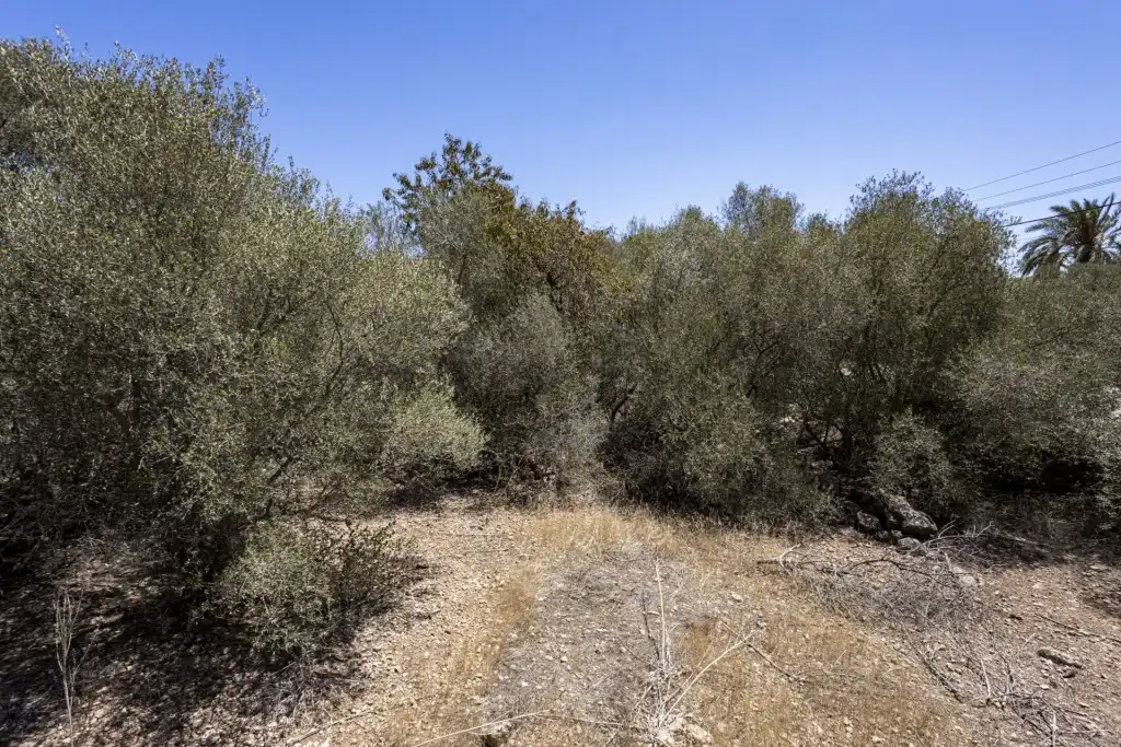 Terreno rustico in vendita a Sa Cabaneta, imagen 5