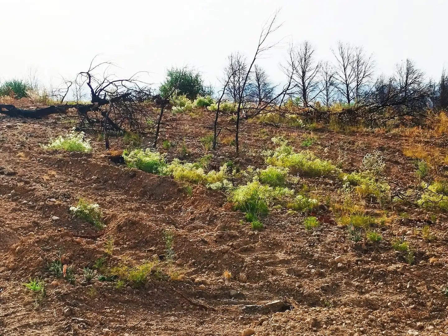 Terrain rustique à vendre à Xerta, imagen 18