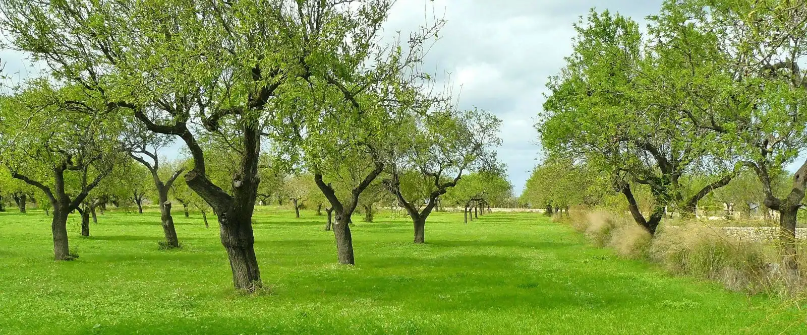 Finca rústica en venta en Binissalem con Aire acondicionado, Calefacción y Jardín privado