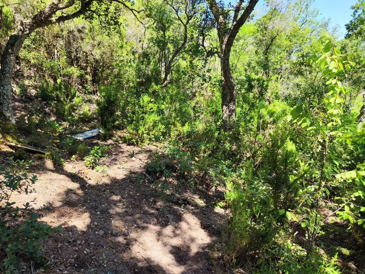 Lands and plots for sale in Llagostera, imagen 9