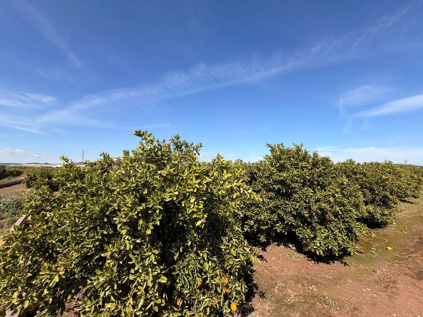 Rural land for sale in Almenara, imagen 41