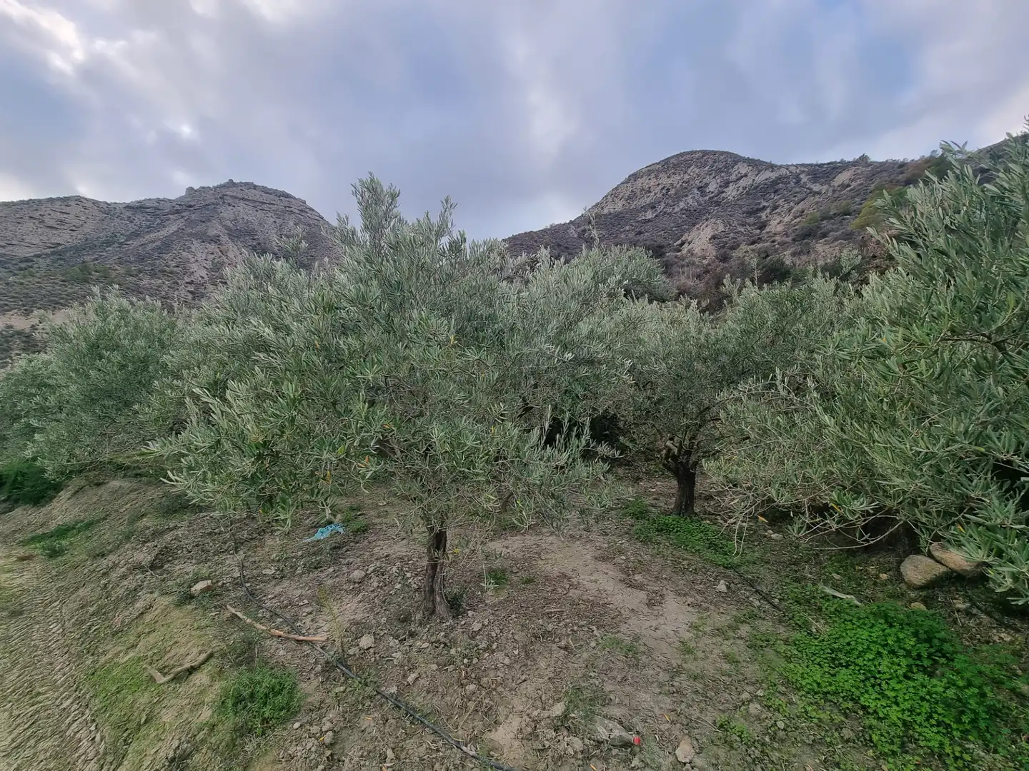 Rural land for sale in Calle Camino Ancho 4, imagen 19