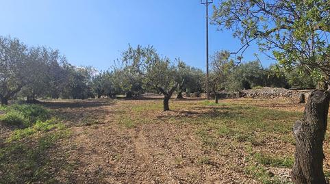 Foto 3 de Terreny industrial en venda a Centre, La Ràpita