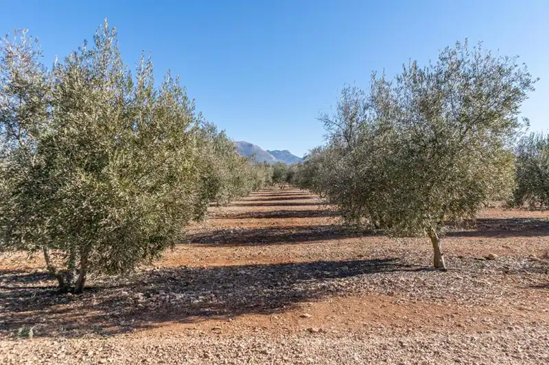 Terreni e lotti in vendita a Cogollos de la Vega, imagen 34