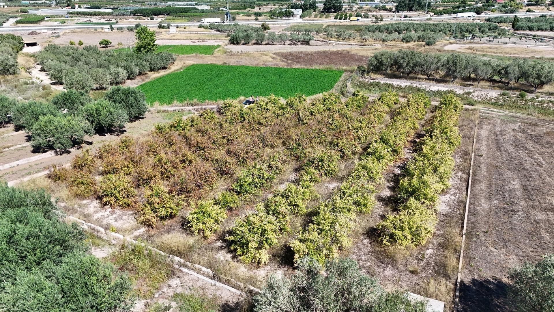 Land for sale in Llíria