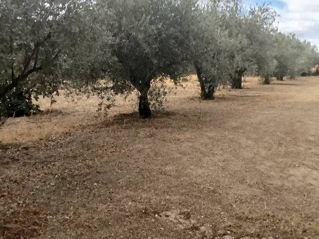 Terreno residencial en Venta en Calle Ancha, 1 en Palomeque